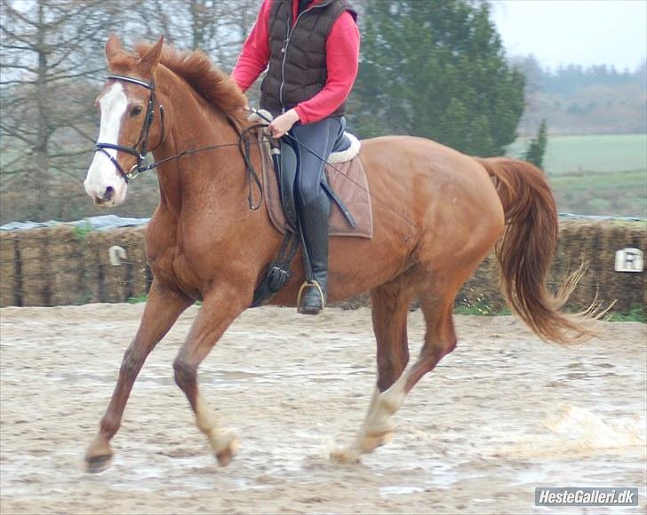 Anden særlig race Ruth Seneca billede 16