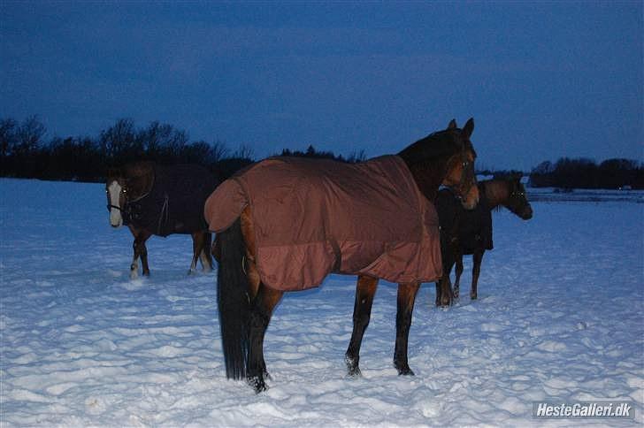 Anden særlig race Ruth Seneca billede 20