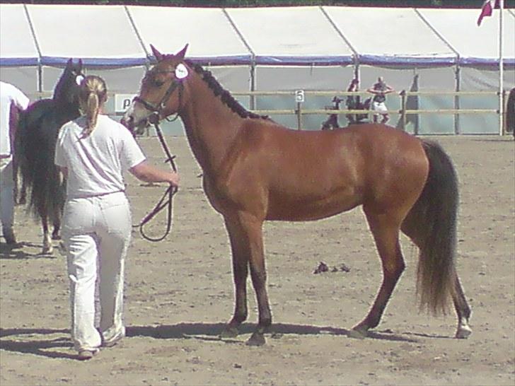 New Forest Montana´s Aurora (UDLÅNT) billede 1