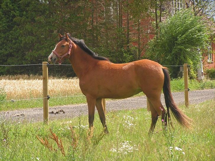 New Forest Montana´s Aurora (UDLÅNT) billede 2