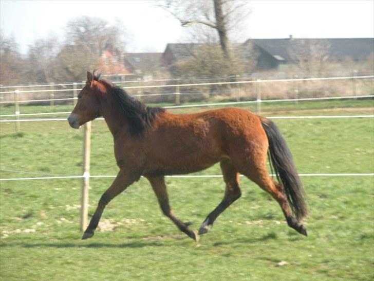 New Forest Montana´s Aurora (UDLÅNT) billede 4