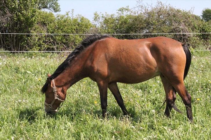 New Forest Montana´s Aurora (UDLÅNT) billede 5