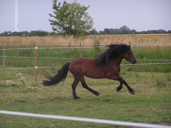 Dartmoor Innis Gerik Ronda (UDLÅNT) billede 1