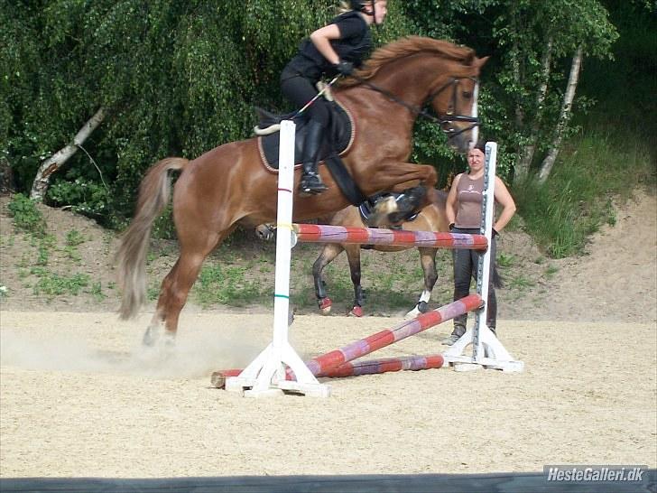 DSP Bailey B-pony - billede taget af Laura D :) billede 6