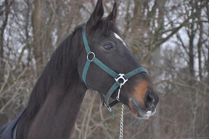 Anden særlig race Just Me - Velkommen! :D Til SMUKKE Justens profil :D billede 1