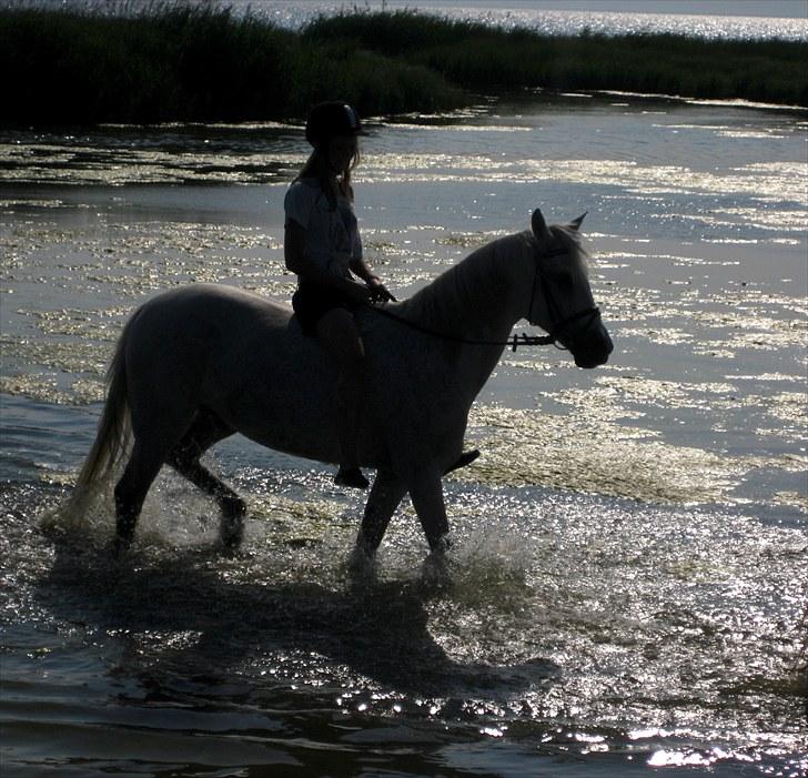 Tysk Sportspony Vestergaards In-Zeit / Arabelle  - <3 billede 2