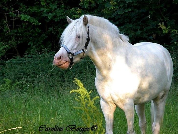 Hollandsk Sportspony Snobby - My favorite horse! i miss you so much baby, the time with you was the best ever <3 billede 6