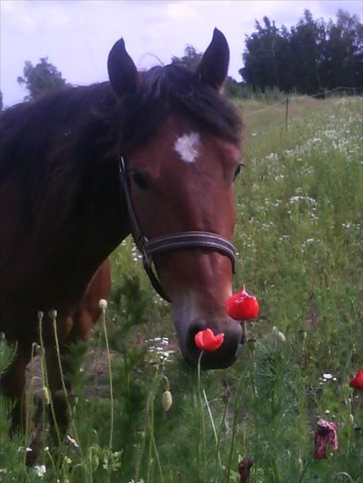 Anden særlig race noller  billede 11