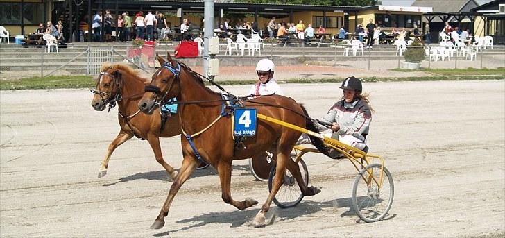 Anden særlig race noller  billede 12