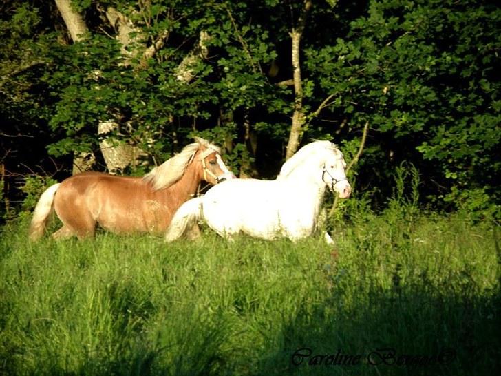 Hollandsk Sportspony Snobby - Delle og stelle :-) billede 4