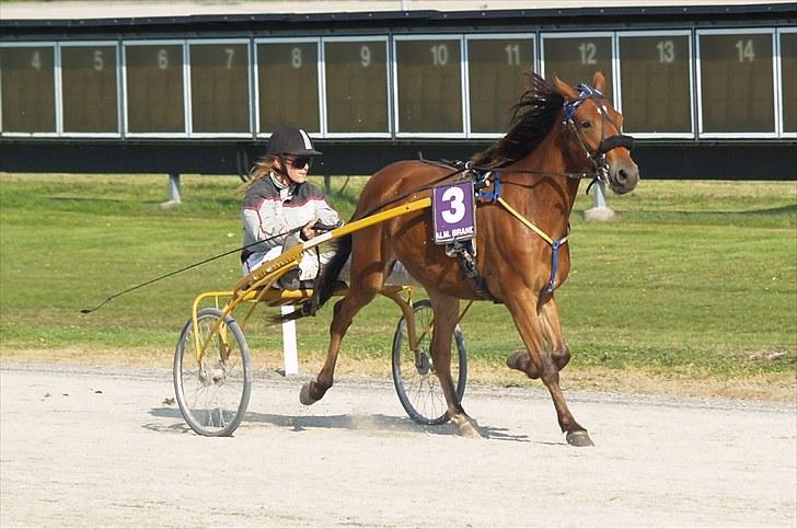 Anden særlig race noller  billede 13