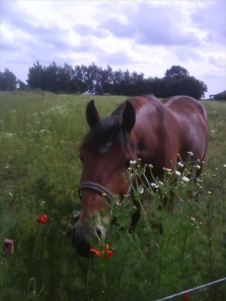 Anden særlig race noller  billede 15