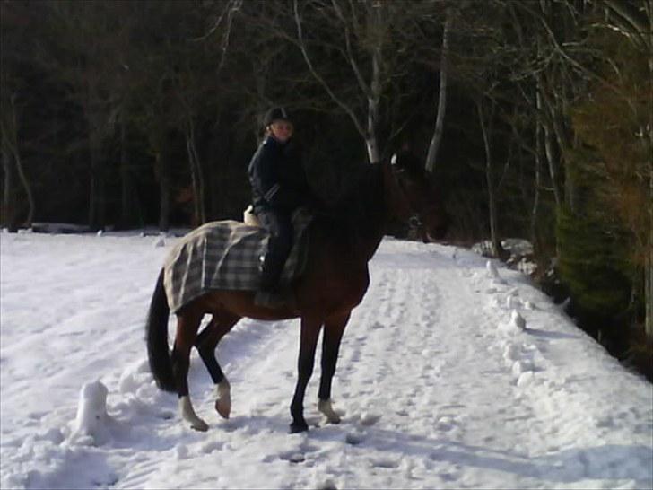 Traver hazel park (d) billede 14