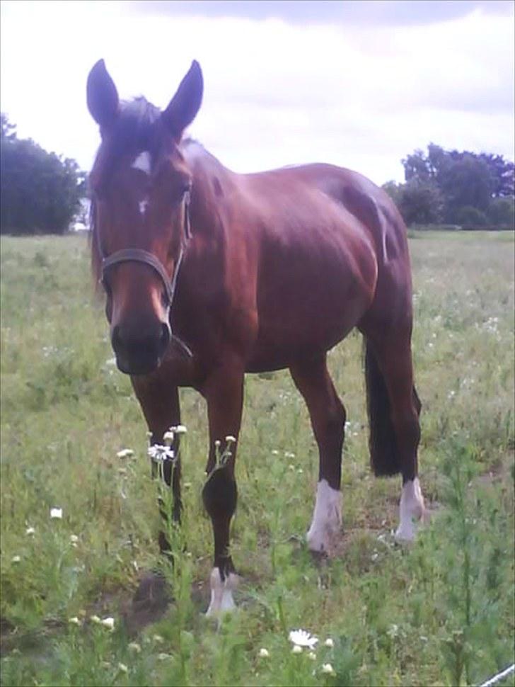 Traver hazel park (d) billede 15