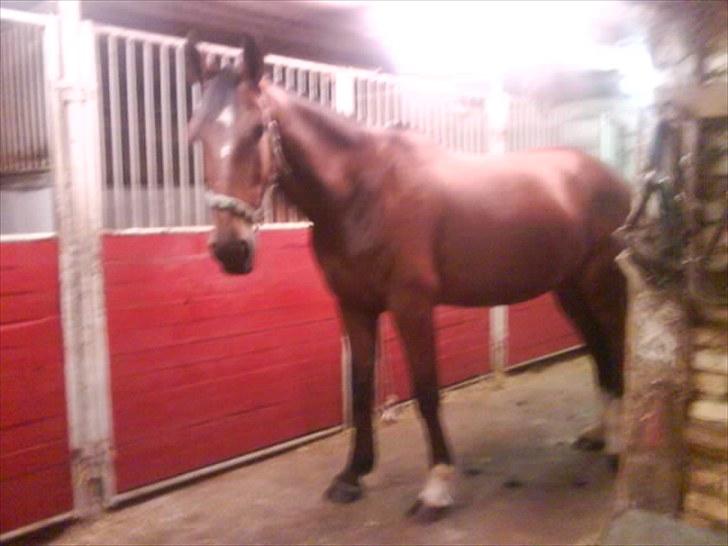 Traver hazel park (d) billede 16