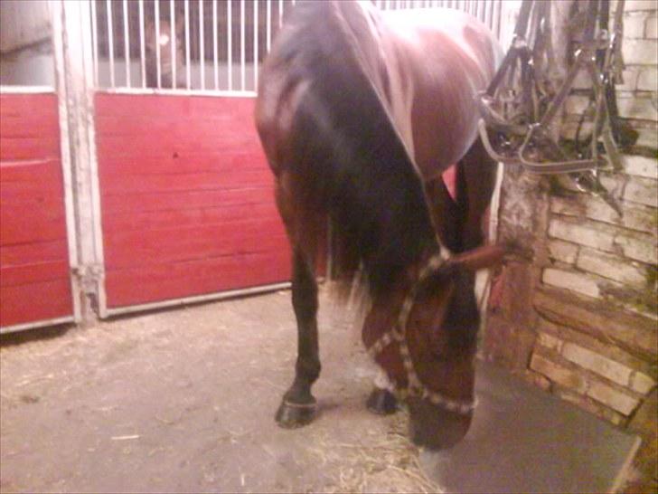 Traver hazel park (d) billede 17