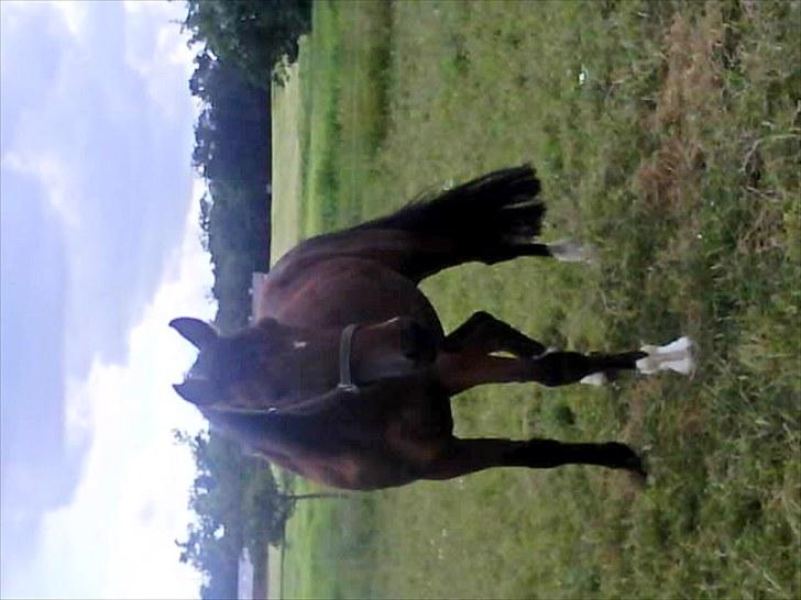 Traver hazel park (d) billede 18