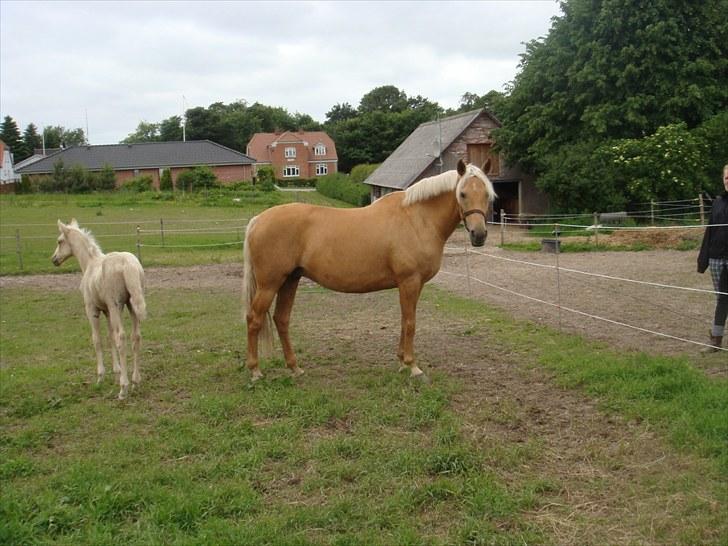 Palomino Gazia billede 1