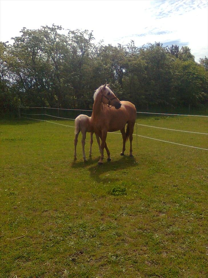 Palomino Gazia billede 2