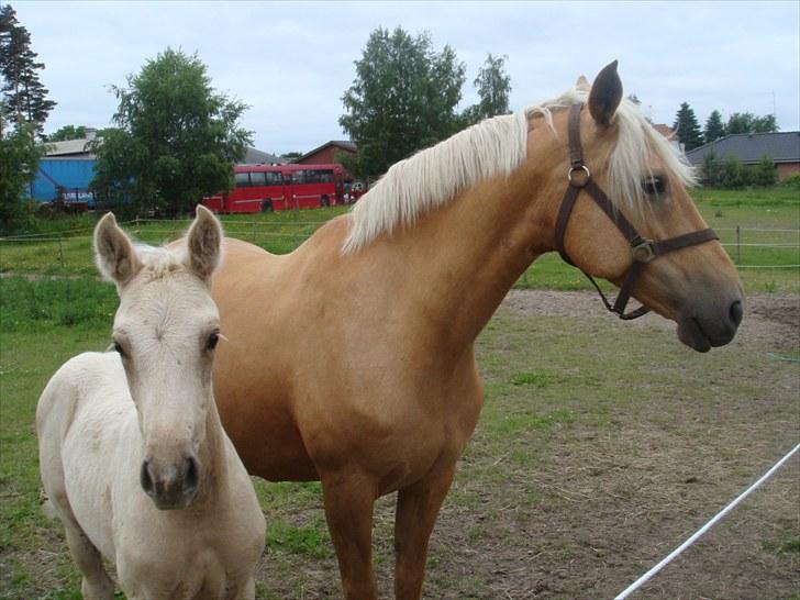 Palomino Gazia billede 3