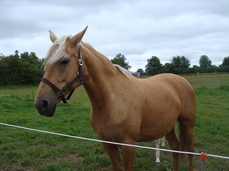 Palomino Gazia billede 4