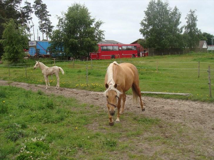 Palomino Gazia billede 5