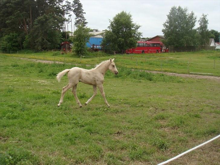 Palomino Amadeus billede 10