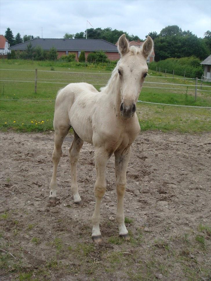 Palomino Amadeus billede 11