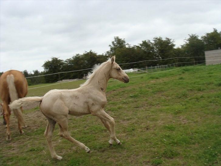 Palomino Amadeus billede 12