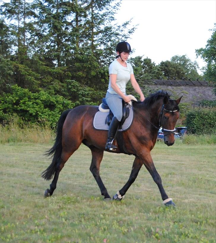 Anden særlig race Bastian *Stjernen*:-) - Alm. træning hjemme på banen d. 5/7-10 :-) billede 7