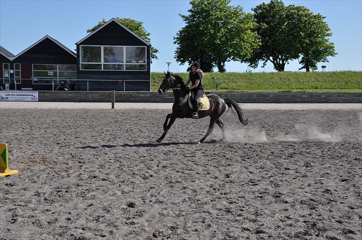 Anden særlig race Just Me - JUSTEN (L) billede 7