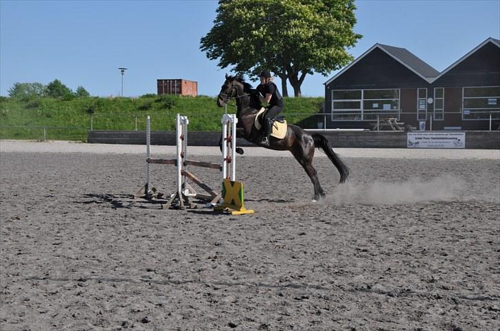 Anden særlig race Just Me - Kommer MEGET dårligt hen på springet, men drømmehesten springer selvfølgelig alligevel :D  billede 9