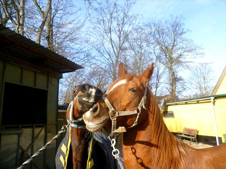 Anden særlig race Kalif (solgt) :'( - Kalif og Marshall hygger;) billede 16