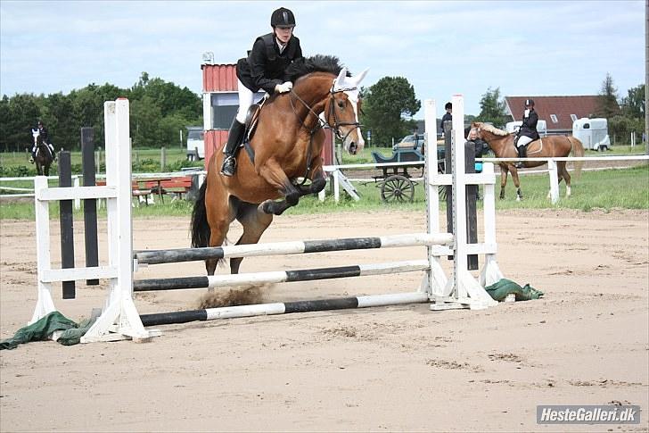 Dansk Varmblod Mew Town Himmelhest  - Ørsted 13/6 2010 billede 11