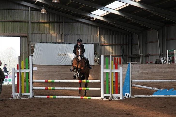 Dansk Varmblod Mew Town Himmelhest  - Baby jump April RORK 2010 billede 13