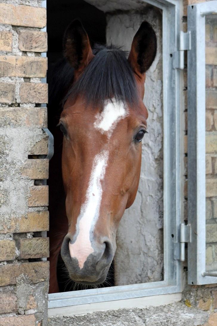 Trakehner Spanggaards Nephew SOLGT - Smukke smukke Nephew - Taget af Anne Krogh billede 17