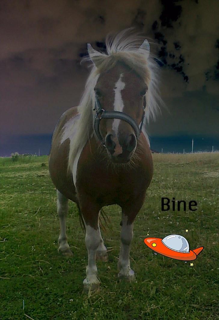 Shetlænder Sabine ( Bine )  billede 14