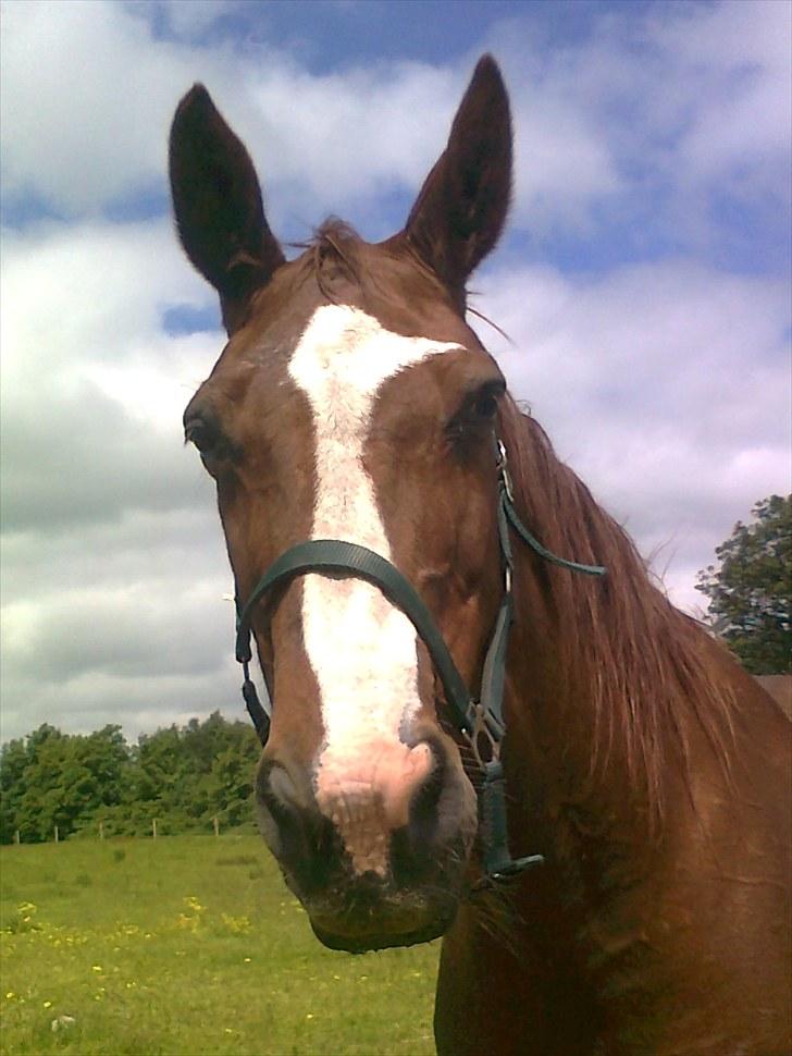 Svensk Varmblod Fröken shelli billede 15