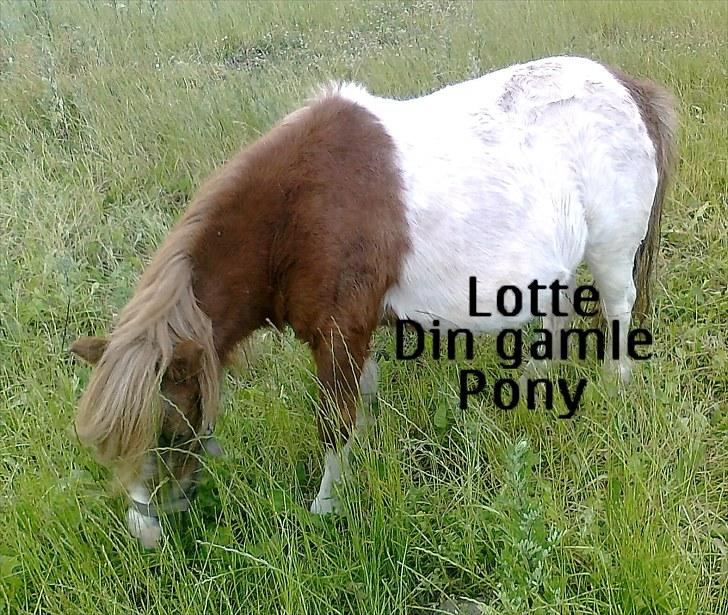 Shetlænder Lotte billede 19