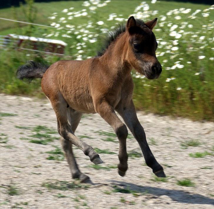 Dansk Miniature RKG´s First Edition - d. 4 juli 2010 2½ uge gammel - galop billede 10