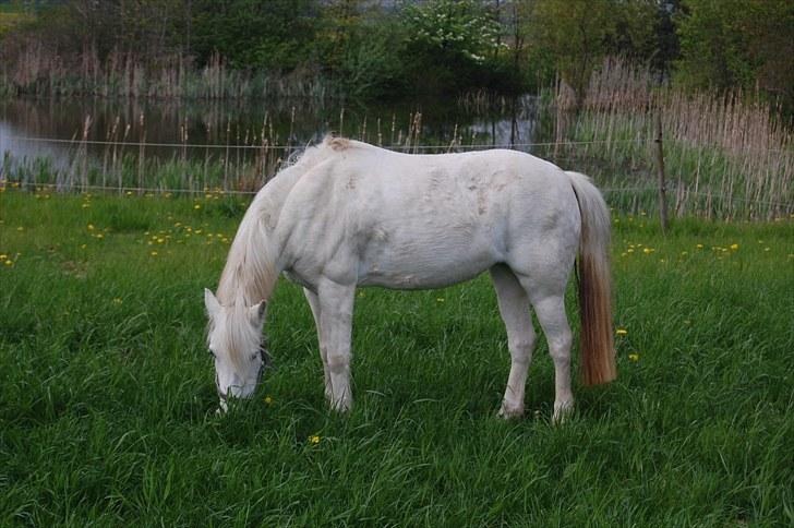 Anden særlig race Cirkeline *Udlånt* - Elsker dig af hele mit hjerte MIN PIGE <3 billede 17