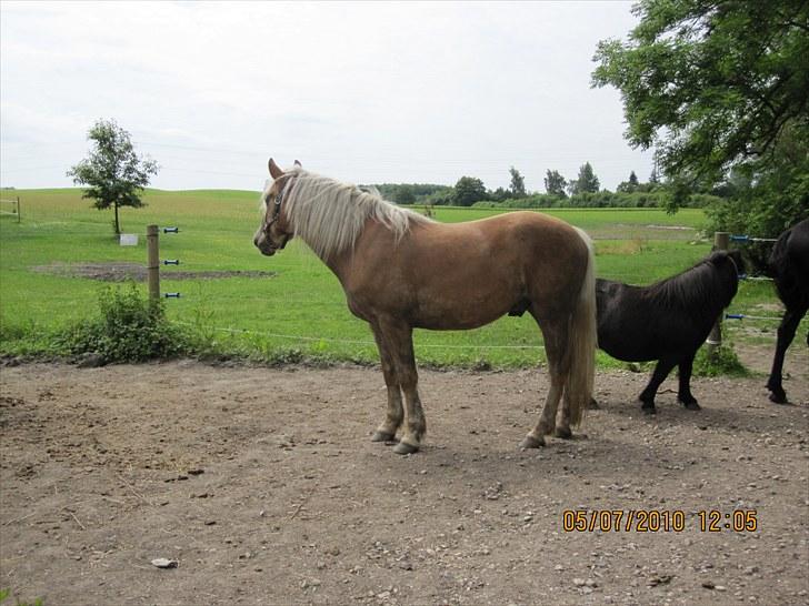 Haflinger Anubis(Solgt) billede 9