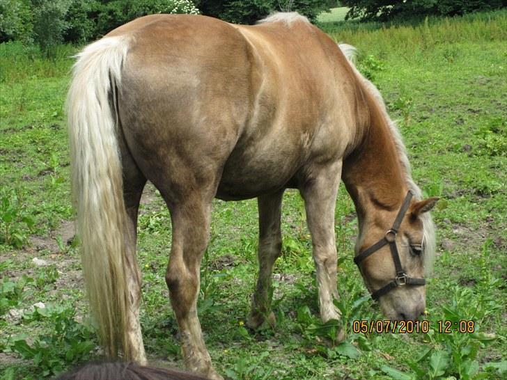 Haflinger Anubis(Solgt) billede 10