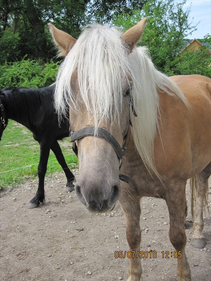 Haflinger Anubis(Solgt) billede 11