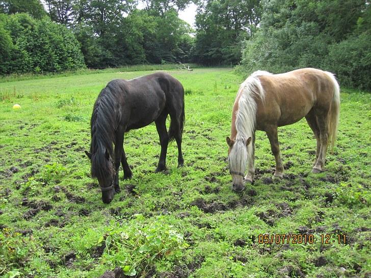 Haflinger Anubis(Solgt) billede 12