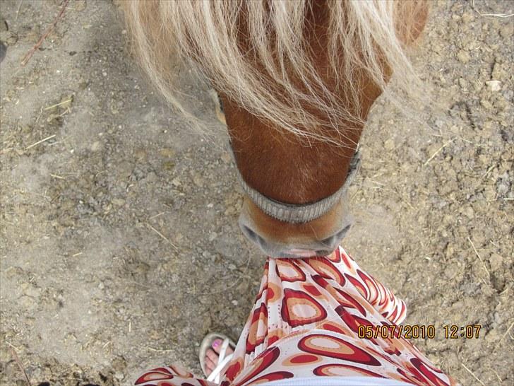 Shetlænder Hugo - Se mig SE mig billede 12