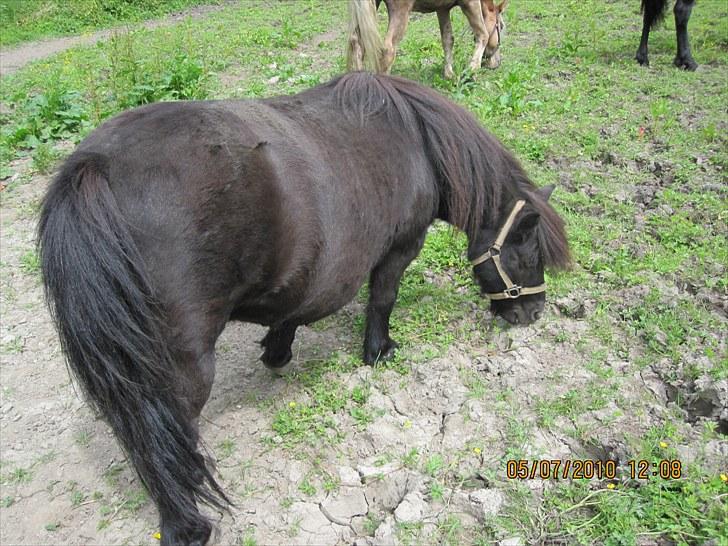 Shetlænder Line billede 12