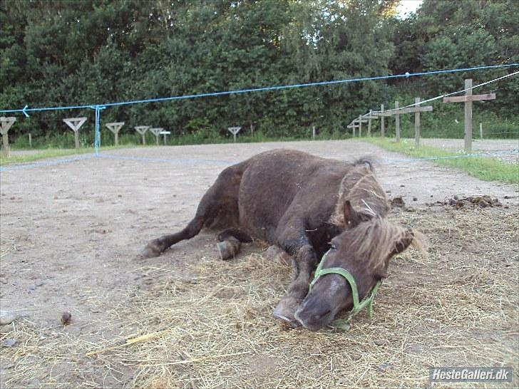 Anden særlig race lucas (himmelhest) - århh det klør på min ryg!!! billede 1