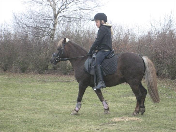 Anden særlig race lucas (himmelhest) - hjemme i malens have min første tur <3 billede 2