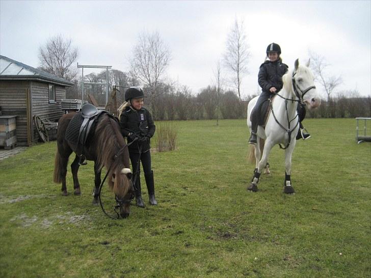 Anden særlig race lucas (himmelhest) - han er så sød <3  billede 3